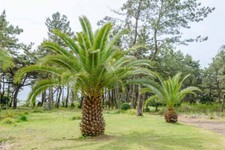 Phoenix canariensis canary for sale  SOUTHAMPTON