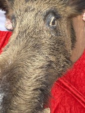 Ausgestopfter reisen wildschwe gebraucht kaufen  Korschenbroich