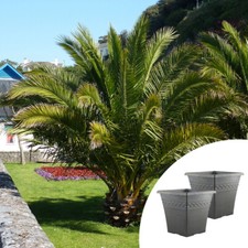 Pair palm trees for sale  PETERBOROUGH