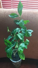 Organic dewarf meyer for sale  Buffalo