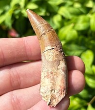 Fossils for sale  Coppell