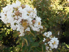 Lagerstroemia indica petit usato  Napoli