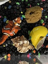 crabs hermit land for sale  Jacksonville