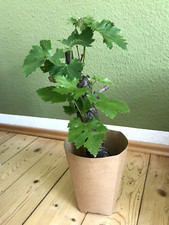 Vitis vinifera weinrebe gebraucht kaufen  Leipzig