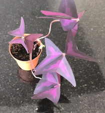 butterfly plant for sale butterfly plant for sale CARDIFF