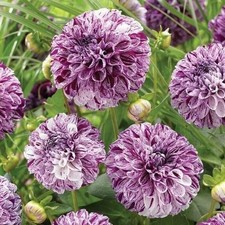 Marble ball dahlia for sale  Houma