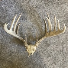 Sweet 181 whitetail for sale  Columbus