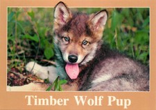Postcard timber wolf for sale  Saint Joseph