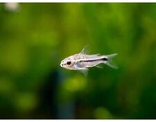 Pygmy cory catfish for sale  Discovery Bay