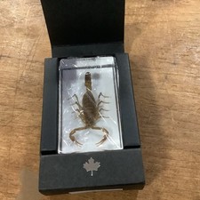 Real bug scorpion for sale  MANSFIELD