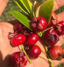 brazilian cherry for sale brazilian cherry for sale Glasgow