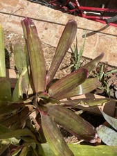Neoregelia rosea lineata usato  Palermo
