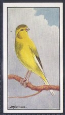 Hyde cage birds for sale  COLNE