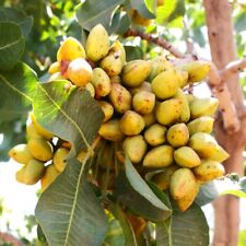 Pistachio tree seeds for sale  Pittsburgh