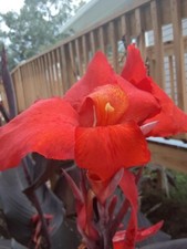 Beautiful red velvet for sale  Cleveland