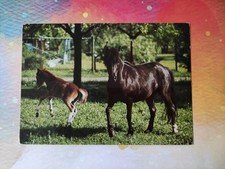 Alte pferdepostkarte pony gebraucht kaufen  Borna