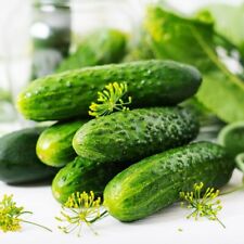 Cucumber gherkin piccolo for sale  KEIGHLEY