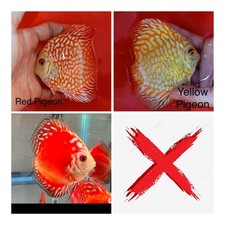 Pack live discus for sale  San Jose