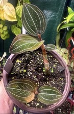 Ludisia discolor black for sale  Merrimack