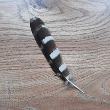 greifvogel gebraucht kaufen greifvogel gebraucht kaufen Karlsruhe