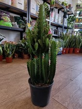Euphorbia eritrea pot for sale  LARGS