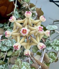 hoya for sale hoya for sale YEOVIL