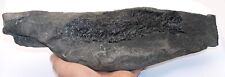Palaeoniscum freieslebeni foss for sale  BECCLES