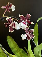 Oncidium jungle monarch for sale  NOTTINGHAM