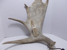 Moose antler wall for sale  Idaho Falls