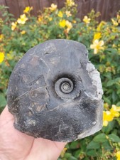 Mega rare large for sale  REDCAR