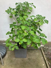 Hydrangea 129cm high for sale  LONDON