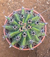 Ferocactus horridus brevispinu usato  Menfi