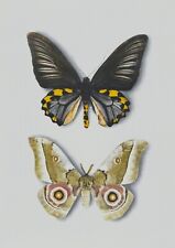 Stampe antiche originali usato  Serracapriola