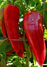 Marconi red sweet for sale  FERRYHILL