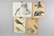 N62y67 zeichnungen vögel gebraucht kaufen  Neu-Ulm