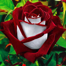 Rare deep red for sale  LONDON