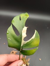 Rhaphidophora tetrasperma albo gebraucht kaufen  Bohmte