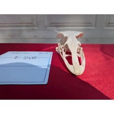 Fhpatr4 ostrich real for sale  Hill City