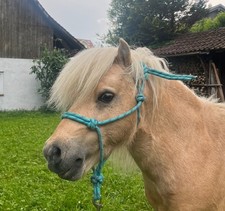 Shetty knotenhalfter gebraucht kaufen  Markdorf
