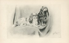 Usado, CAVALIER KING CHARLES BRINQUEDO SPANIEL 1894 ARTE DE CACHORRO ANTIGA IMPRESSÃO POR ARTHUR WARDLE comprar usado Usado, CAVALIER KING CHARLES BRINQUEDO SPANIEL 1894 ARTE DE CACHORRO ANTIGA IMPRESSÃO POR ARTHUR WARDLE comprar usado  Enviando para Brazil