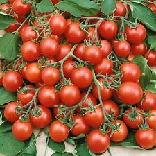 Trailing tomato tumbling for sale  BELLSHILL