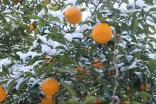Winterharte range palmen gebraucht kaufen  Kaiserslautern