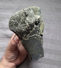 Rare fossil hadrosaur for sale  Staten Island