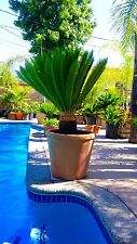 Sago palm for sale  West Covina