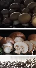 Stein champignon dübel gebraucht kaufen  Kaiserslautern
