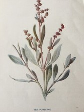 Sea purslane antique for sale Sea purslane antique for sale  TORRINGTON