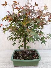 Bonsai acero palmato usato  Roma