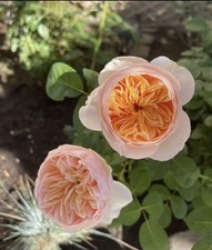 Gallon british ausjameson for sale  Temple City
