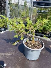 Flaky juniper bush for sale  CHORLEY