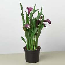 Calla lily colorful for sale  San Marcos